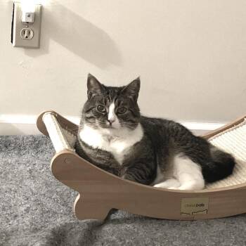 Sage -  Domestic Short Hair Cat for Adoption in Manchester, Connecticut - Sage | PetCurious