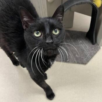 Domestic Short Hair Cats Available for Adoption in Quakertown, Pennsylvania - Milo | PetCurious