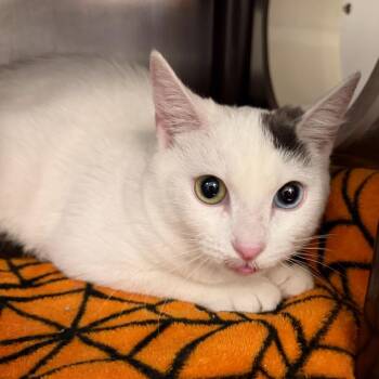 Miko -  Domestic Short Hair Cat for Adoption in Las Vegas, Nevada - Miko | PetCurious