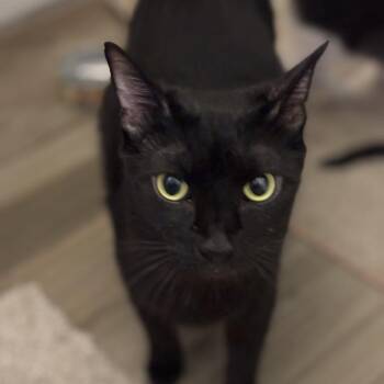 Kiera -  Domestic Short Hair Cat for Adoption in Long Beach, California - Kiera | PetCurious
