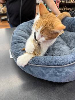 Gotti -  Domestic Short Hair Cat for Adoption in Calgary, Alberta - Gotti | PetCurious