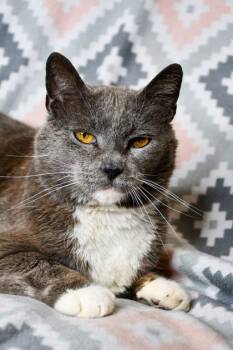 Domestic Short Hair Cats Available for Adoption in Yakima, Washington - Thunder | PetCurious