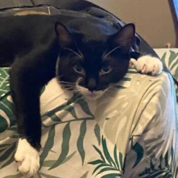 Spock -  Domestic Short Hair Cat for Adoption in Spokane, Washington - Spock | PetCurious