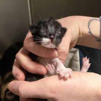 Rockstar -  Domestic Short Hair Cat for Adoption in Mankato, Minnesota - Rockstar | PetCurious