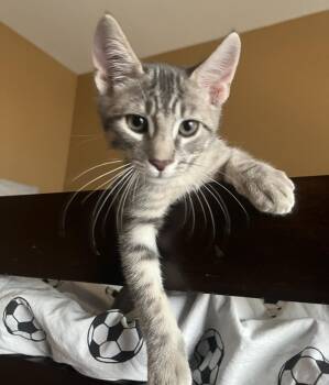Messi Allstar Bonded With Ronaldo -  Tabby and Domestic Short Hair Cat for Adoption in Chandler, Arizona - Messi Allstar Bonded With Ronaldo | PetCurious