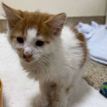 Rescue American Shorthair Cats for Adoption in Donalsonville, Georgia - Sunkist | PetCurious