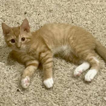 Domestic Short Hair Cats Available for Adoption in Philadelphia, Pennsylvania - Peaches | PetCurious