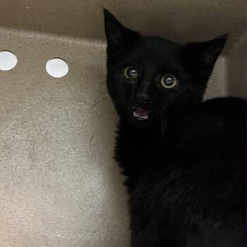 Rescue Domestic Short Hair Cats for Adoption in Newark, New Jersey - Cougar | PetCurious