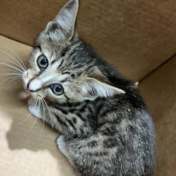 Petrie -  Domestic Short Hair Cat for Adoption in Tampa, Florida - Petrie | PetCurious