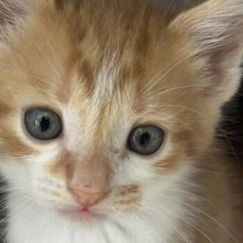 Sunny -  American Shorthair Cat for Adoption in Poplar Bluff, Missouri - Sunny | PetCurious