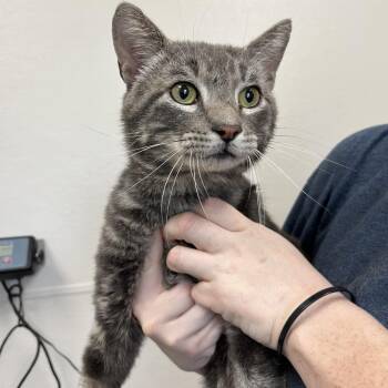 Domestic Short Hair Cats Available for Adoption in Columbiana, Alabama - Big Tony | PetCurious
