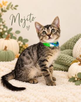 Mojito -  Tabby Cat for Adoption in Tavares, Florida - Mojito | PetCurious