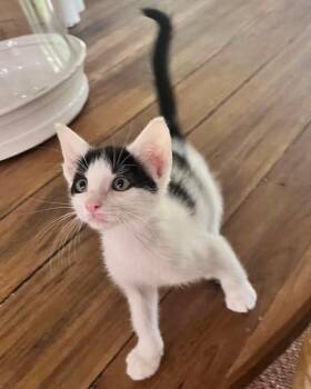 Yota -  Domestic Short Hair Cat for Adoption in Nacogdoches, Texas - Yota | PetCurious