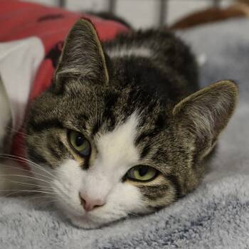 Rescue Domestic Short Hair Cats for Adoption in Chilliwack, British Columbia - Sally | PetCurious