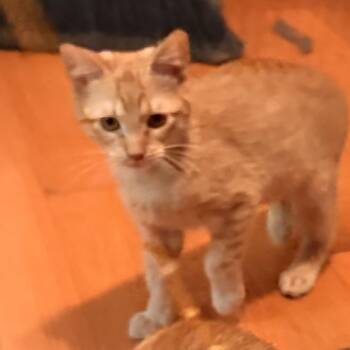 Barney (bonded to Fred) -  Domestic Short Hair Cat for Adoption in Reisterstown, Maryland - Barney (bonded To Fred) | PetCurious