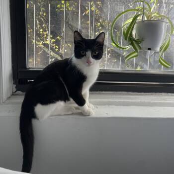 Rescue Domestic Short Hair Cats for Adoption in Stamford, Connecticut - Stunning, Snuggly Santorini | PetCurious