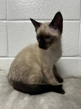 Keebler -  Domestic Short Hair Cat for Adoption in Spruce Pine, North Carolina - Keebler | PetCurious