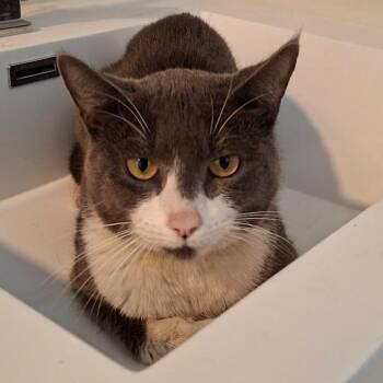 Alfalfa -  Domestic Short Hair Cat for Adoption in New York, New York - Alfalfa | PetCurious