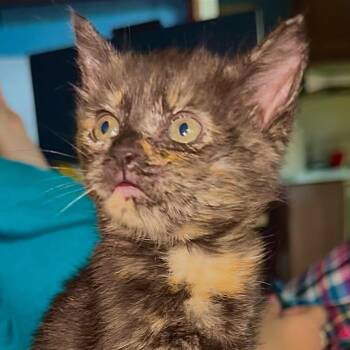 Gi Gi -  Domestic Short Hair Cat for Adoption in Philadelphia, Pennsylvania - Gi Gi | PetCurious