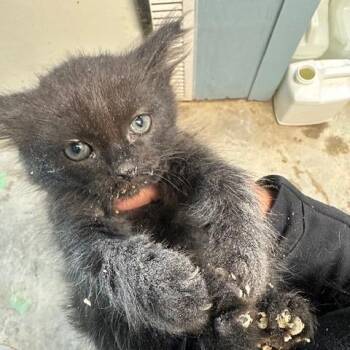 Eva -  Domestic Short Hair Cat for Adoption in Enterprise, Alabama - Eva | PetCurious