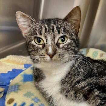 Domestic Short Hair Cats Available for Adoption - Petunia | PetCurious