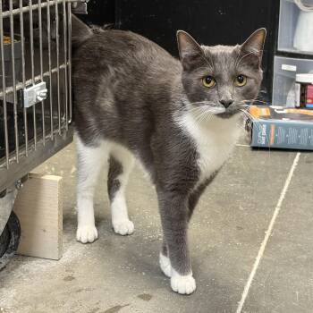Domestic Short Hair Cats Available for Adoption in Richmond, Virginia - Sebastian Bear | PetCurious