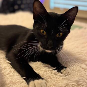 Viola -  Domestic Short Hair Cat Available for Adoption in Columbia, Missouri - Viola | PetCurious