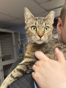 Topeka -  Domestic Short Hair Cat for Adoption in West Mifflin, Pennsylvania - Topeka | PetCurious