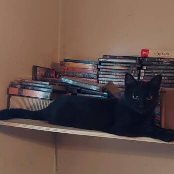 Domestic Short Hair Cats Available for Adoption - Wendy | PetCurious