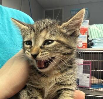 Clothesline -  Domestic Short Hair Cat for Adoption in Salisbury, Maryland - Clothesline | PetCurious