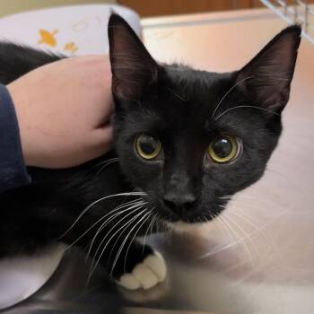 Wally (Bonded w/ Beaver) -  Domestic Short Hair Cat for Adoption in Wilmington, Delaware - Wally (Bonded W/ Beaver) | PetCurious