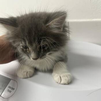 Domestic Long Hair Cats Available for Adoption in St. Louis, Missouri - Funk Master Flash | PetCurious