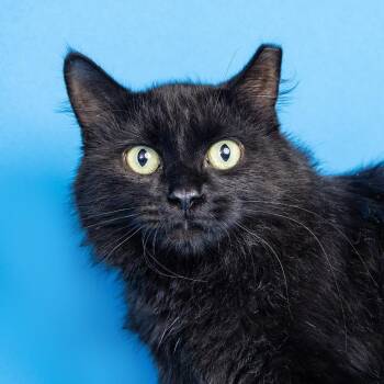 Midnight -  Domestic Medium Hair Cat for Adoption in Franklin, Tennessee - Midnight | PetCurious