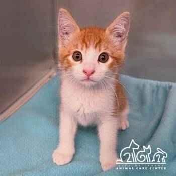 Domestic Short Hair Cats Available for Adoption in Irvine, California - RUSTY | PetCurious