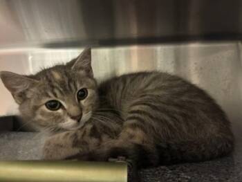 KAI -  Domestic Short Hair Cat for Adoption in Colorado Springs, Colorado - KAI | PetCurious