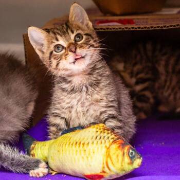 Hinnegan -  Domestic Short Hair Cat for Adoption in Hattiesburg, Mississippi - Hinnegan | PetCurious