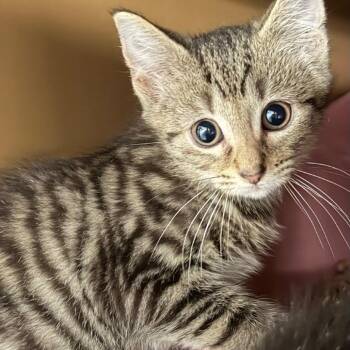 Flex -  Domestic Short Hair Cat for Adoption in Middlebury, Vermont - Flex | PetCurious