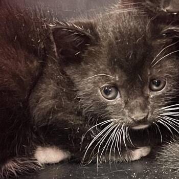 Mandeline -  Domestic Short Hair Cat Available for Adoption in West Palm Beach, Florida - Mandeline | PetCurious