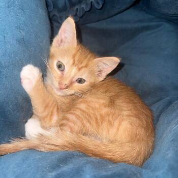 Little lucy -  Domestic Short Hair Cat for Adoption - Little Lucy | PetCurious