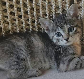 Rescue Tortoiseshell Cats for Adoption - Grace | PetCurious