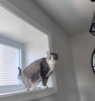 Sarah -  Domestic Short Hair Cat for Adoption in Philadelphia, Pennsylvania - Sarah | PetCurious