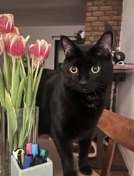 Rescue Domestic Short Hair Cats for Adoption in New York, New York - Kasper | PetCurious