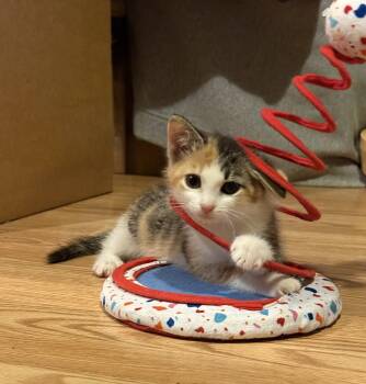 Dopamine -  Domestic Medium Hair Cat for Adoption in Davidson, North Carolina - Dopamine | PetCurious