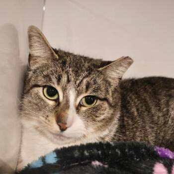 Diez -  Domestic Short Hair Cat for Adoption in Briarcliff Manor, New York - Diez | PetCurious