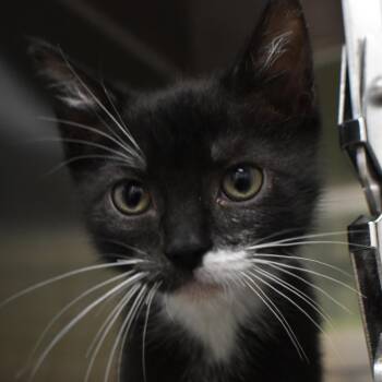Patrick -  Domestic Short Hair Cat for Adoption in Harrisonburg, Virginia - Patrick | PetCurious