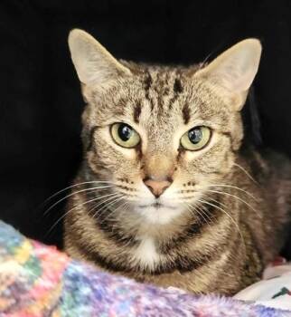 Rescue Domestic Short Hair Cats for Adoption in Fernandina Beach, Florida - CLARICE | PetCurious