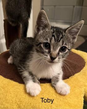 Domestic Short Hair Cats Available for Adoption - Toby | PetCurious