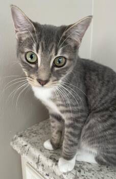 Rescue Domestic Short Hair and Tabby Cats for Adoption in Spring, Texas - Bryce-Portofino PetSmart | PetCurious