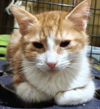 Domestic Short Hair Cats Available for Adoption in Phoenix, Arizona - Reshaye | PetCurious