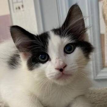 Rescue Domestic Short Hair Cats for Adoption in Ocean Isle Beach, North Carolina - Duffy | PetCurious